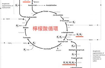 B群